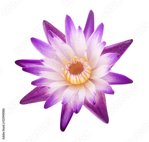 Purple water lily isolated on white background