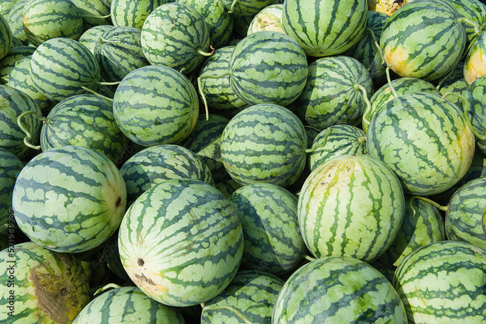 Fototapeta premium Many big green watermelons for harvest background