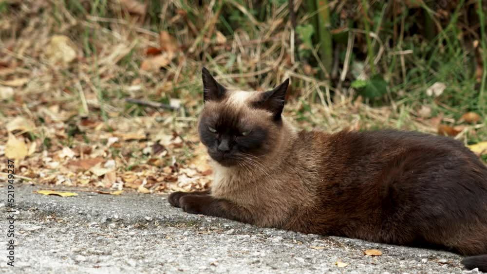 Siamese stray cat on an asphalt countryside road. Sad siam feral animal in nature Siamese stray cat on an asphalt countryside road. Sad siam feral animal in nature