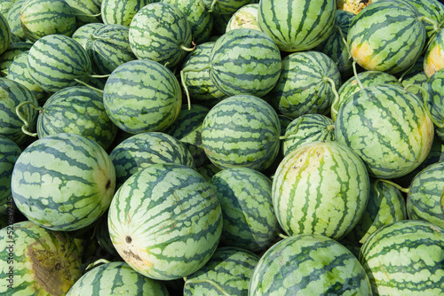 Many big green watermelons for harvest background