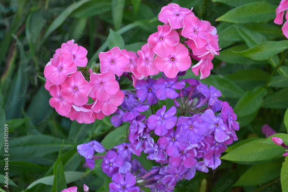 Pink and lilac phloxes in the garden.