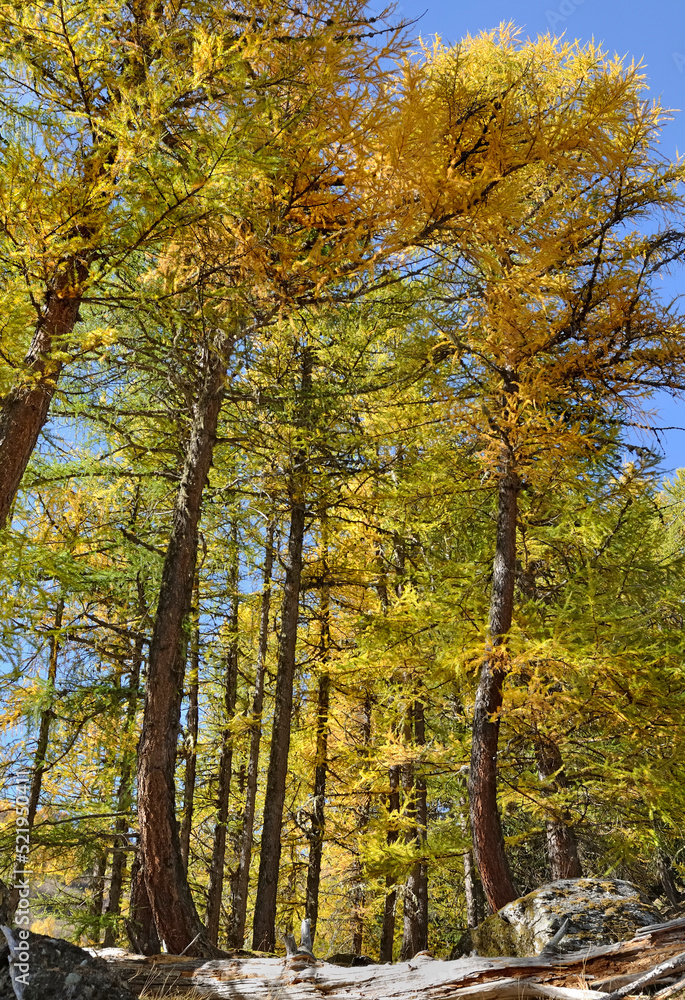 beautiful autumnal foliage of larche trees in alpine mountain in beginning autumn beautiful autumnal foliage of larche trees in alpine mountain in beginning autumn