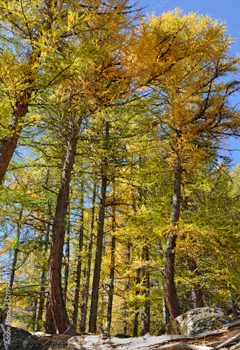 beautiful autumnal foliage of larche trees in alpine mountain in beginning autumn