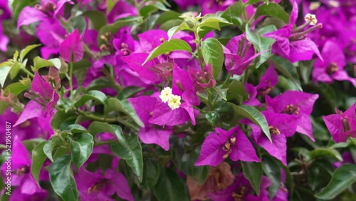 Bougainvillea glabra purple flowers outdoors close up with summer wind photo