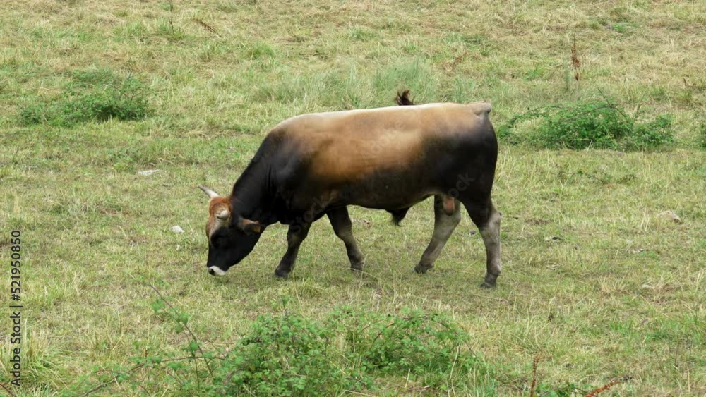 Spanish horned bull walking and grazing in a farmland pasture with green fresh grass Spanish horned bull walking and grazing in a farmland pasture with green fresh grass