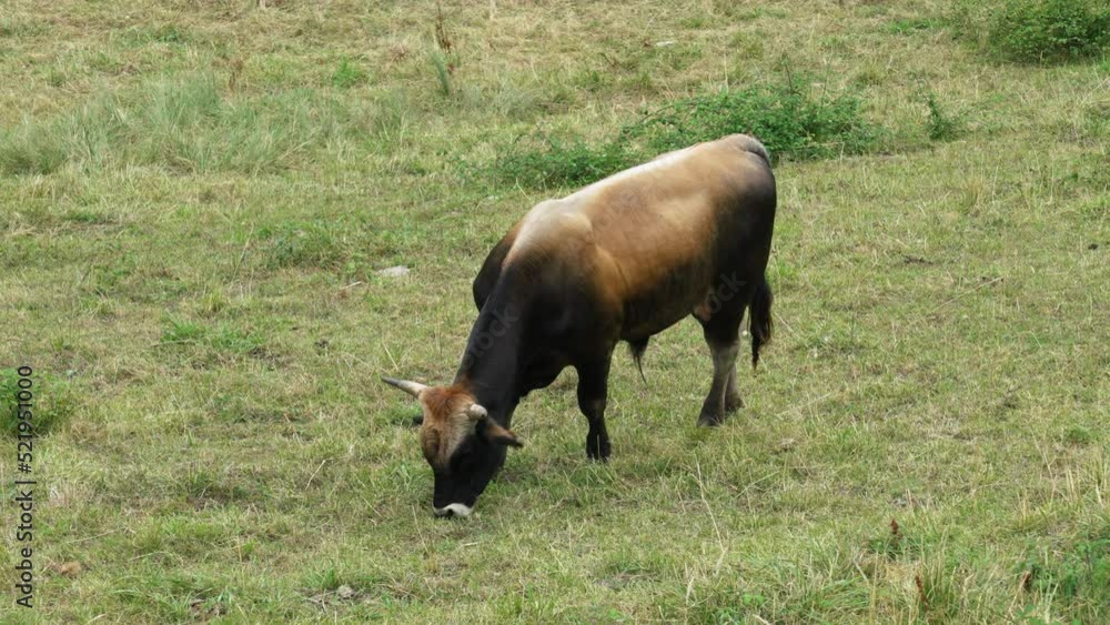 Thoroughbred black brown bull grazing on a rural pasture close-up. Spanish domestic cattle Thoroughbred black brown bull grazing on a rural pasture close-up. Spanish domestic cattle