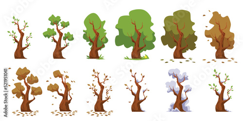 Tree seasonal changes cycle infographic set, flat vector illustration isolated.