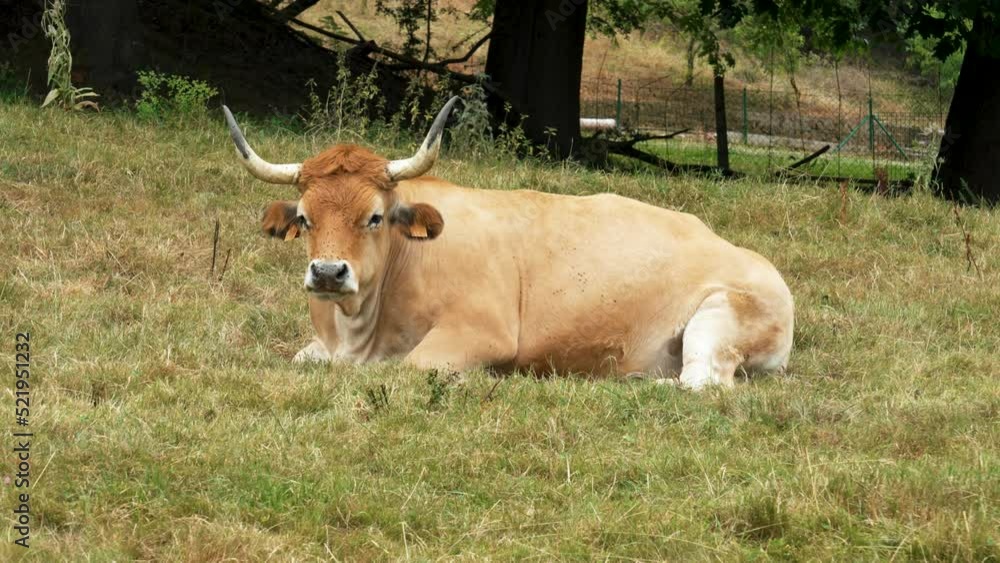 Beautiful brown asturian spanish cow with big horns resting on ranch with green grass close up in summer Beautiful brown asturian spanish cow with big horns resting on ranch with green grass close up in summer