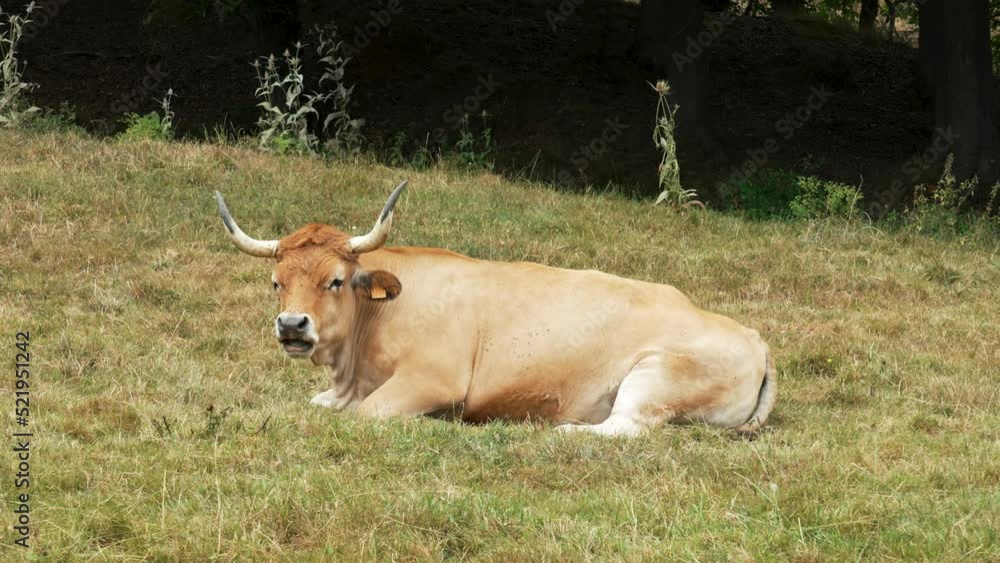 A cow with big horns is resting and chewing grass in a pasture. Cattle in Asturias. Livestock in Spain A cow with big horns is resting and chewing grass in a pasture. Cattle in Asturias. Livestock in Spain