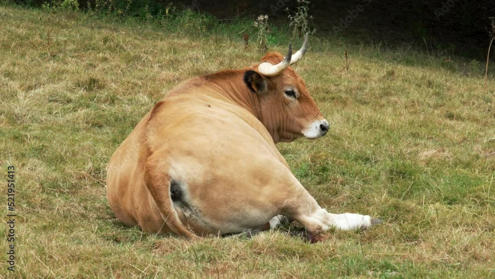 Cow with big horns resting in the pasture. Cattle in Asturias. Livestock in Spain Cow with big horns resting in the pasture. Cattle in Asturias. Livestock in Spain