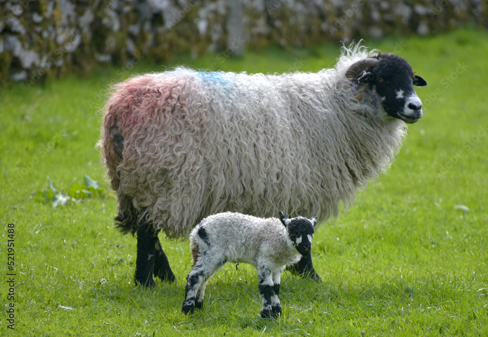 Sheep and Lamb in Yorkshire Dales Sheep and Lamb in Yorkshire Dales