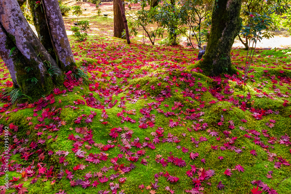 秋の京都・宝厳院で見た、苔の上に広がる落ち紅葉