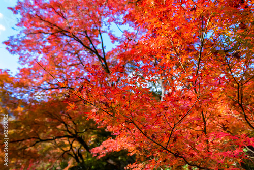 秋の京都・宝厳院の庭園で見た、赤やオレンジなどの色鮮やかな紅葉と背景の青空