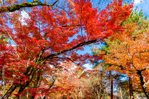 秋の京都・宝厳院の庭園で見た、赤やオレンジなどの色鮮やかな紅葉と背景の青空