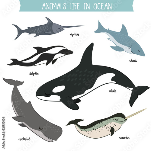 Animals life in ocean set isolated on white background vector illustration. Shark, whale, narwhal, cachalot, dolphin, xiphias in cartoon style. Ocean animals, underwater world, sea wildlife collection photo