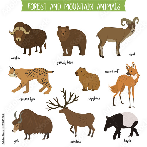 Forest and mountain animals set isolated vector illustration. Muskox, grizzly bear, urial, lynx, capybara, wolf, tapir, reindeer, yak in cartoon style. Forest and mountain wildlife animals collection