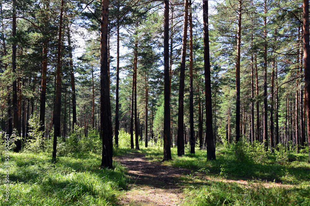 Pine forest on a sunny afternoon at the end of August. The path passes through the forest. Beautiful sunlight. Forest summer landscape.