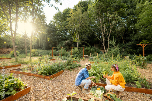 Man and woman pick up fresh lettuce, harvesting local grown greens and vegetables at home garden. Farmers work at farmland. Wide view on garden during sunset