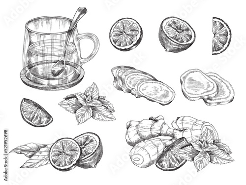 Ginger herbal tea with lemon and mint in transparent glass cup, sketch vector. Ingredients for ginger drink recipe.