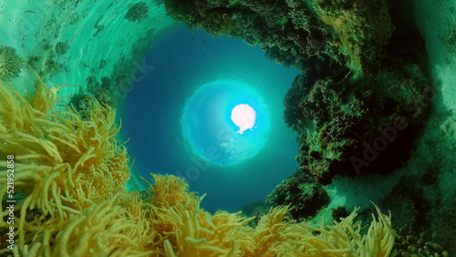 Underwater sea fish. Tropical fishes and coral reef underwater. Philippines.