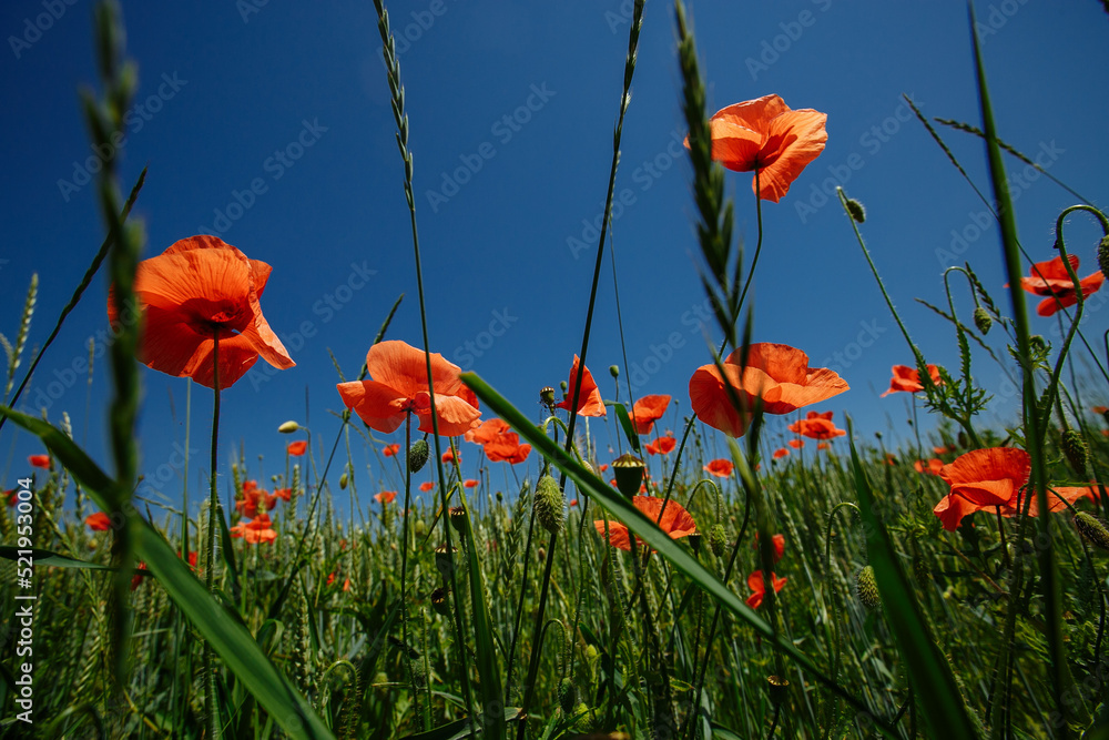 Obraz premium a field of red poppies on a sunny summer day