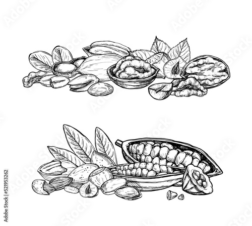 Nuts mix vector isolated on white background. Engraved vector illustration of hazelnut, cocoa, coconut, peanut and other nuts.