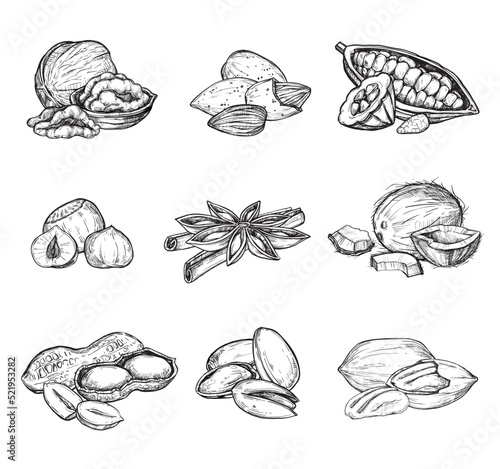 Nuts mix vector isolated on white background. Engraved vector illustration of hazelnut, cocoa, coconut, peanut and other nuts.
