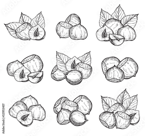 Hazelnut vector isolated on white background. Engraved vector illustration of leaves and nuts of hazelnut.