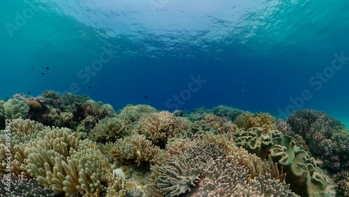 Underwater tropical colourful soft-hard corals seascape. Underwater fish reef marine. Philippines.