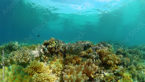 Tropical fishes and coral reef underwater. Hard and soft corals  underwater landscape. Travel vacation concept. Philippines.