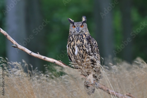 portrait of a eagle owl in the nature. Bubo bubo. Beautiful eagle owl sitting on the branch. Wildlife scene from nature.