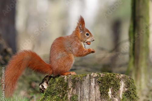 Beautiful portrait of a cute european red squirrel. Sciurus vulgaris. Squirrel sitting on the tree stump.