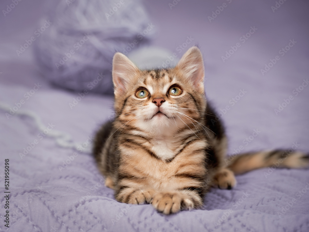 Tabby kitten in a playful mood on a blanket indoors looking out of the frame from a low angle