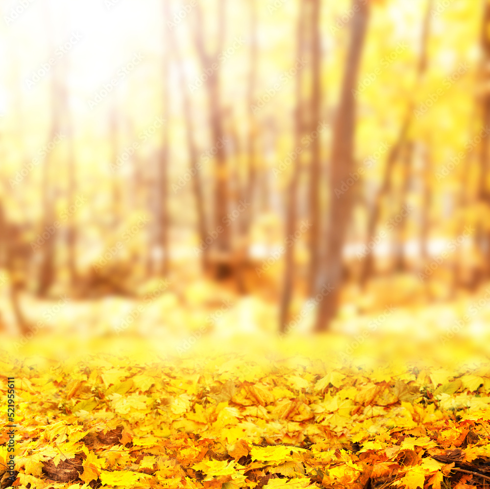 Fall season. Blurred background with autumn forest. Sunny fall backdrop with fallen maple leaves