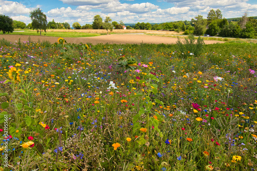 Blumenwiese in Ostwestfalen nahe Herford photo