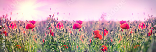 Selective and soft focus on poppy flowers, beautiful meadow landscape, field of poppy