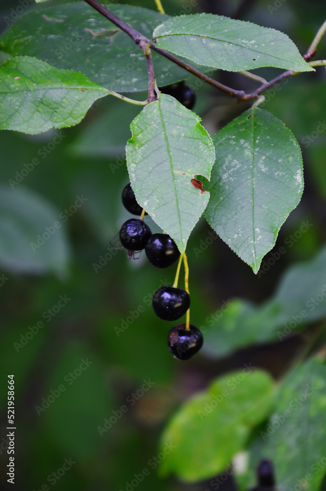 A brush with mature black shiny berries of common cherry (Latin Prunus padus, A brush with mature black shiny berries of common cherry (Latin Prunus padus,