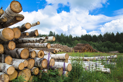 Firewood for heating the room. A lot of sawn logs.