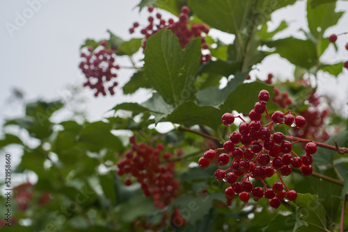 Close-up of rowan berries after rain with dew on the background of branches and defocused sky