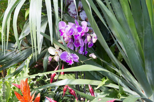 Purple orchid flowers bloom in the green thickets of the garden .