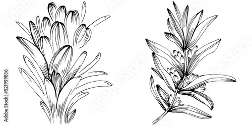 Rosemary vector isolated plant with leaves. Herbal engraved style illustration. Detailed organic product sketch.The best for design logo, menu, label, icon, stamp.