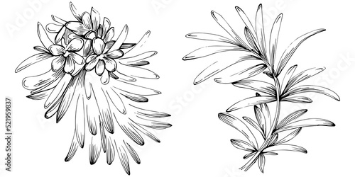 Rosemary vector isolated plant with leaves. Herbal engraved style illustration. Detailed organic product sketch.The best for design logo, menu, label, icon, stamp.