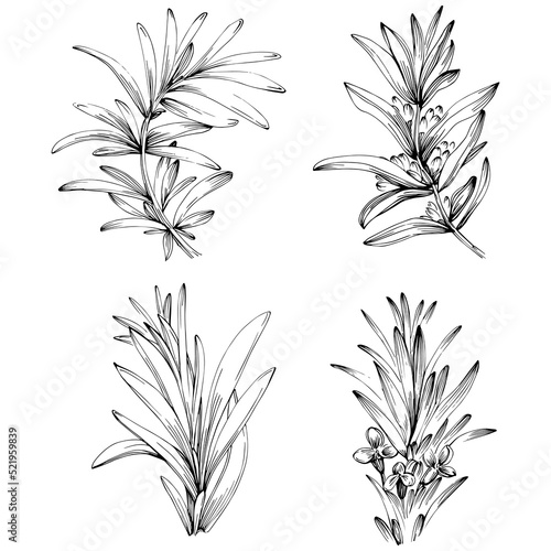 Rosemary vector isolated plant with leaves. Herbal engraved style illustration. Detailed organic product sketch.The best for design logo, menu, label, icon, stamp.
