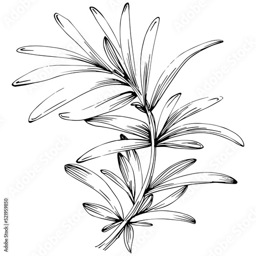 Rosemary vector isolated plant with leaves. Herbal engraved style illustration. Detailed organic product sketch.The best for design logo, menu, label, icon, stamp.