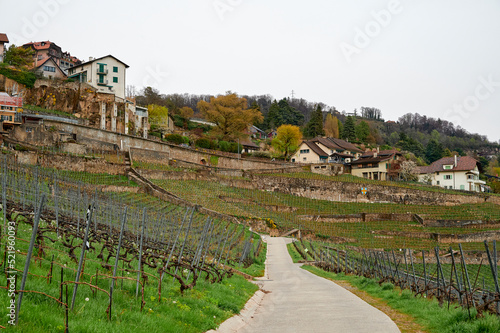 Vineyard terrace, Lavaux, Switzerland photo