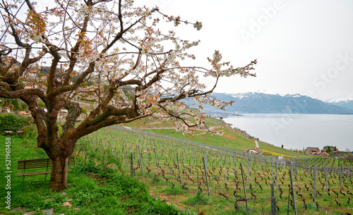 Vineyard terrace  Lavaux  Switzerland