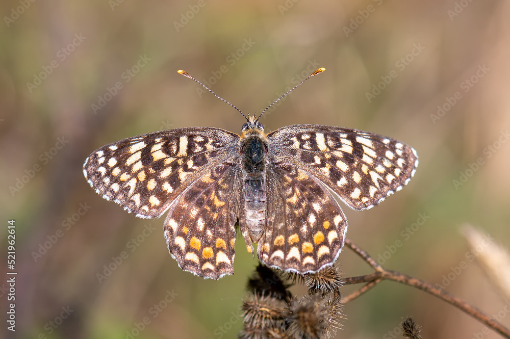 Obraz premium butterfly on a flower