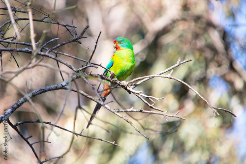 Swift Parrot