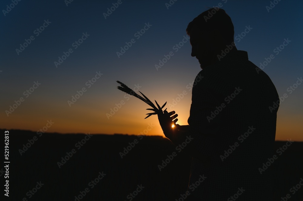 Closeup shot of a man checking the quality of the wheat spikelets on a sunset in the middle of the golden ripen field. Farm worker examines the ears of wheat before harvesting. Agricultural concept