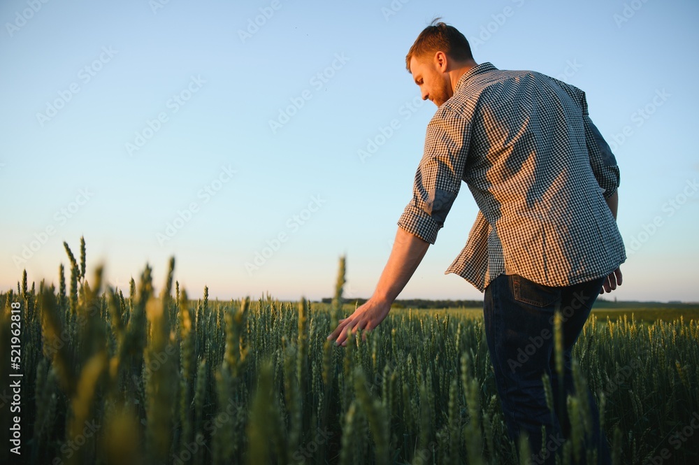Closeup of the farmer checking the quality of the new crop at the wheat field. Agricultural worker holds the golden spikelets in his hands assessing their ripe stage. Harvesting concept Closeup of the farmer checking the quality of the new crop at the wheat field. Agricultural worker holds the golden spikelets in his hands assessing their ripe stage. Harvesting concept